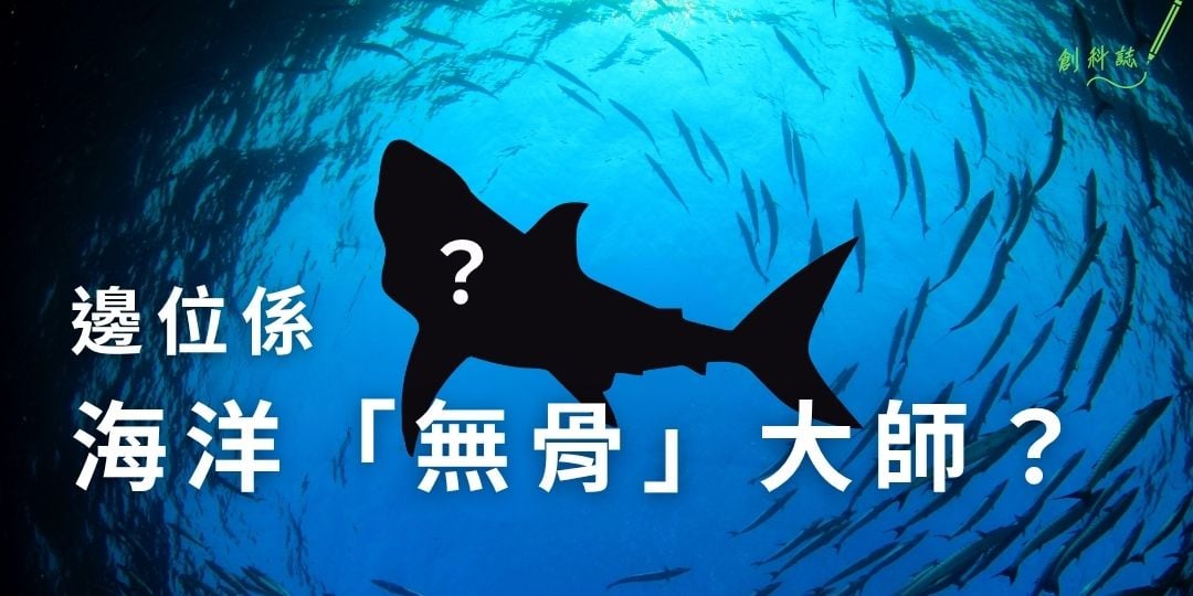 鯊魚軟骨圖片